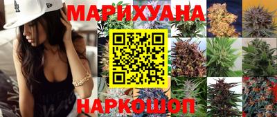 гашик Кингисепп