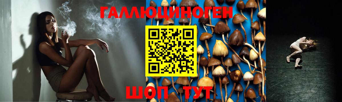 Псилоцибиновые грибы мицелий Корсаков